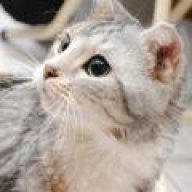dreamlandcat