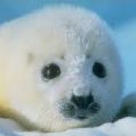 Seal 琴