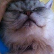 jojolulu