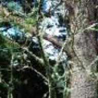 kajagugu