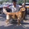 leo大黄狗
