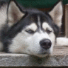 狼犬.