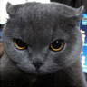 eyes8888